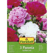 Bulbi FloraSelf amestec bujori Paeonia lactiflora 3 buc.-thumb-0