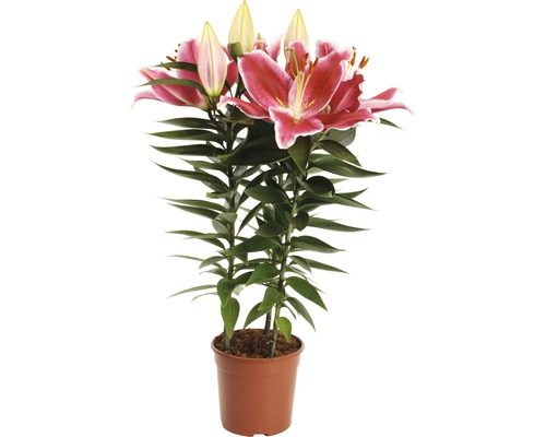 Crin FloraSelf Lilium x Hybride 'After Eight' H 40-50 cm ghiveci Ø 13 cm