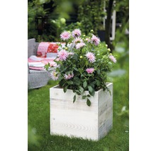 Bulb FloraSelf® dalie, 'Park Princess', roz, 1 buc-thumb-1
