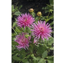 Bulb FloraSelf® dalie, 'Park Princess', roz, 1 buc-thumb-2