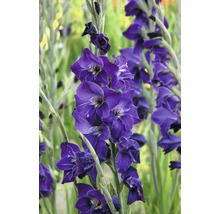 Bulb FloraSelf® gladiolă, 'Violetta', lila, 7 buc-thumb-1