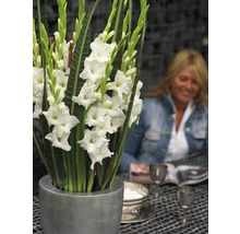 Bulb FloraSelf® gladiolă, 'White Prosperity', albe, 10 buc-thumb-1