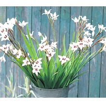 Bulb FloraSelf® gladiolă, albe, 15 buc-thumb-1