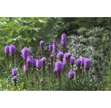 Bulb FloraSelf®, Liatris 'Spicata', albastră, 15 buc-thumb-1