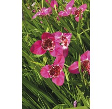 Bulb FloraSelf®, Tigridia, roz, 15 buc-thumb-2