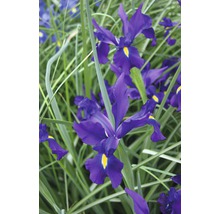 Bulb FloraSelf® iris, albastru, 30 buc-thumb-1