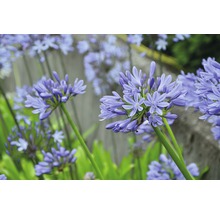 Bulb FloraSelf® Agapanthus, albastru, 1 buc-thumb-1