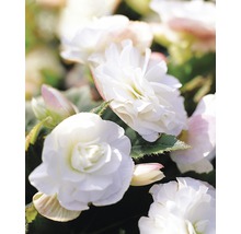 Bulb FloraSelf® begonie, Grandiflora, albă, 3 buc-thumb-1