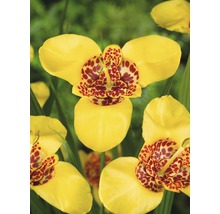 Bulb FloraSelf® Tigridia, galbenă, 15 buc-thumb-1