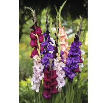 Bulbi FloraSelf® gladiole, amestec purpuriu roz, 10 buc-thumb-1