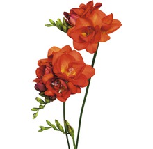 Bulb FloraSelf® frezie bătută, roșie, 8 buc-thumb-1