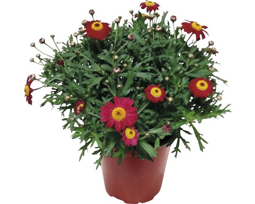 Margareta roșie FloraSelf Chrysanthemum frutescens H 10-16 cm ghiveci Ø 14 cm