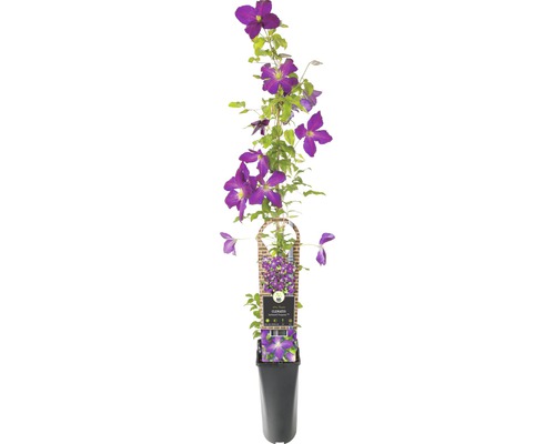 Clematita FloraSelf Clematis-Cultivars 'So Many® Blue Flowers PBR' H 50-70 cm Co 2,3 L-0
