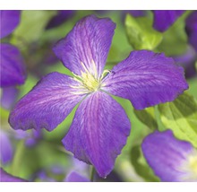 Clematita FloraSelf Clematis-Cultivars 'So Many® Blue Flowers PBR' H 50-70 cm Co 2,3 L-thumb-0