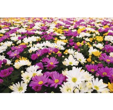 Crizantemă FloraSelf Chrysanthemum indicum 'Carnaval' ghiveci Ø 12 cm-thumb-2