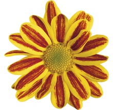 Crizantemă FloraSelf Chrysanthemum indicum 'HoiHoi' ghiveci Ø 12 cm-thumb-1
