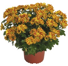 Crizantemă FloraSelf Chrysanthemum indicum 'HoiHoi' ghiveci Ø 12 cm-thumb-0