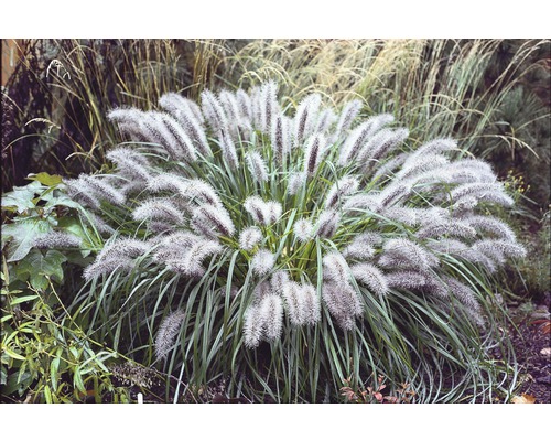 Iarbă decorativă FloraSelf Pennisetum alopecuroides 'Little Bunny' H 5-20 cm ghiveci Ø 14 cm-0