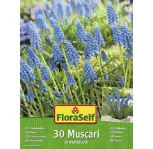 FloraSelf Pachet Bulbi Muscari 'Armeniacum', 30 buc.-thumb-0
