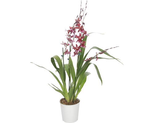 Orhidee Cambria FloraSelf Cambira 'Barocco' H 45-60 cm ghiveci Ø 12 cm-0