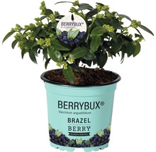Coacăz Vaccinium BrazelBerry ® 'Berry Bux' ® H 10-12 cm Co 0,35 L-thumb-2