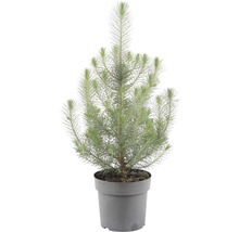 Pinus pinea 'Silver Crest'/ Pin de piatră, h 50-60 cm, Ø 17 cm-thumb-0