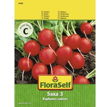 Floraself ridichi 'Saxa 3'-thumb-0