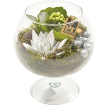 FloraSelf Aranjament plante suculente în sticlă H 20-30 cm Ø 17 cm-thumb-0
