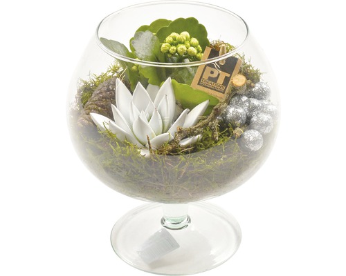 FloraSelf Aranjament plante suculente în sticlă H 20-30 cm Ø 17 cm-0
