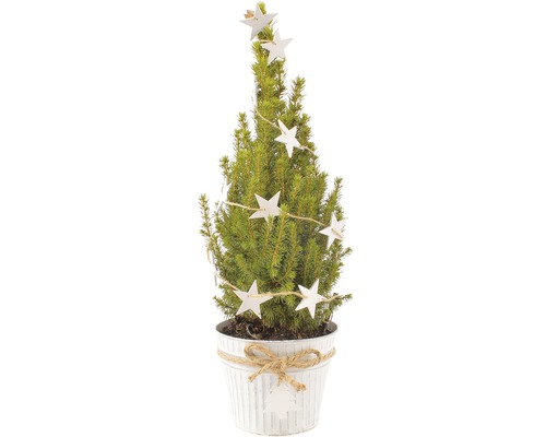Molid FloraSelf Picea glauca Conica H 55-60 cm ghiveci Ø 15 cm alb