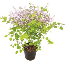 Liliac FloraSelf Syringa-Cultivars 'Bloomerang Dark Purple' H 40-50 cm Co 3 L-thumb-0