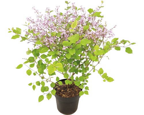 Liliac FloraSelf Syringa-Cultivars 'Bloomerang Dark Purple' H 40-50 cm Co 3 L-0