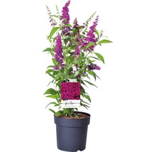 Liliac de vară FloraSelf Buddleja davidii 'Funky Fuchsia' H 60-80 cm Co 4,5 L-thumb-1