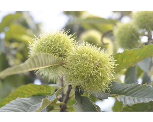 Pom fructifer castan FloraSelf Castanea sativa 'Lyon' H 50-60 cm Co 6 L-0