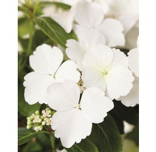 Hortensie FloraSelf Hydrangea Runaway Bride ® 'Snow White' H 40-50 cm Co 3,5 L-thumb-0