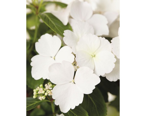 Hortensie FloraSelf Hydrangea Runaway Bride ® 'Snow White' H 40-50 cm Co 3,5 L-0
