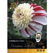 Bulb Premium Selection Dalie 'Bon Odori', 2 buc.-thumb-0