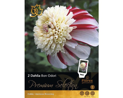 Bulb Premium Selection Dalie 'Bon Odori', 2 buc.-0