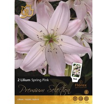 Bulb Premium Selection Crini 'Spring Pink', 2 buc.-thumb-0