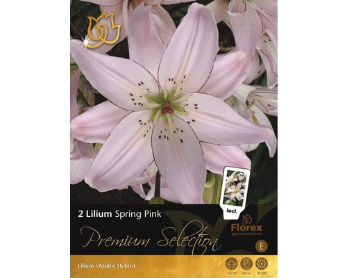 Bulb Premium Selection Crini 'Spring Pink', 2 buc.-0
