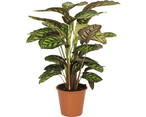 Planta care se roagă FloraSelf Calathea-Cultivars 'Flamestar' H 80-90 cm ghiveci Ø 19 cm-0