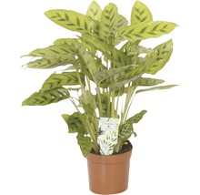 Planta care se roagă FloraSelf Calathea-Cultivars 'Leopardina' H 35-45 cm ghiveci Ø 12 cm-thumb-0