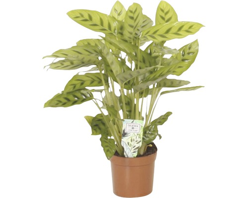 Planta care se roagă FloraSelf Calathea-Cultivars 'Leopardina' H 35-45 cm ghiveci Ø 12 cm-0