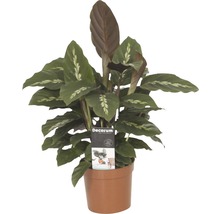FloraSelf Calathea-Cultivars 'Mauiqueen' H 35-45 cm ghiveci Ø 12 cm-thumb-0