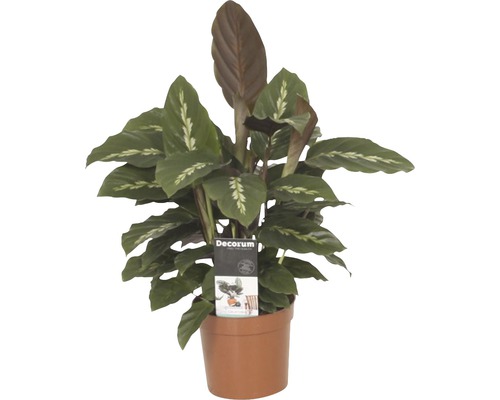 FloraSelf Calathea-Cultivars 'Mauiqueen' H 35-45 cm ghiveci Ø 12 cm