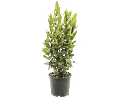 Dafin plantă aromatică FloraSelf Laurus nobilis, h 10-20 cm, Ø 12 cm