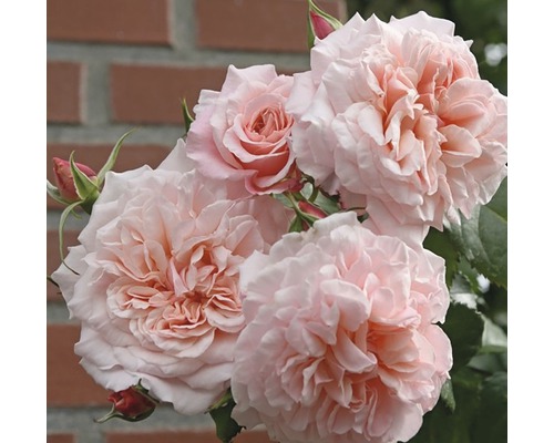 Trandafir cățărător timpuriu H 60-80 cm Co 5 L roz-0