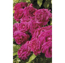 Trandafir cățărător timpuriu H 60-80 cm Co 5 L roz-thumb-2
