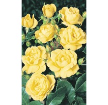 Trandafir timpuriu H 10-20 cm Co 5 L galben-thumb-0