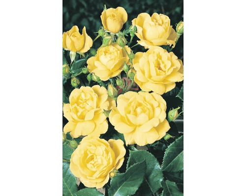 Trandafir timpuriu H 10-20 cm Co 5 L galben-0
